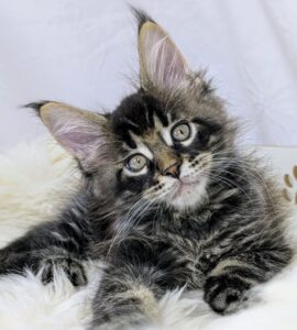 Urban U Maine Coon kitten - Available for adoption at FavCats