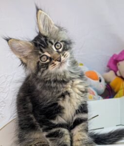 Urman U Maine Coon kitten - Available for adoption at FavCats