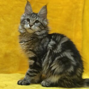 Baltimor U Maine Coon kitten - Available for adoption at FavCats