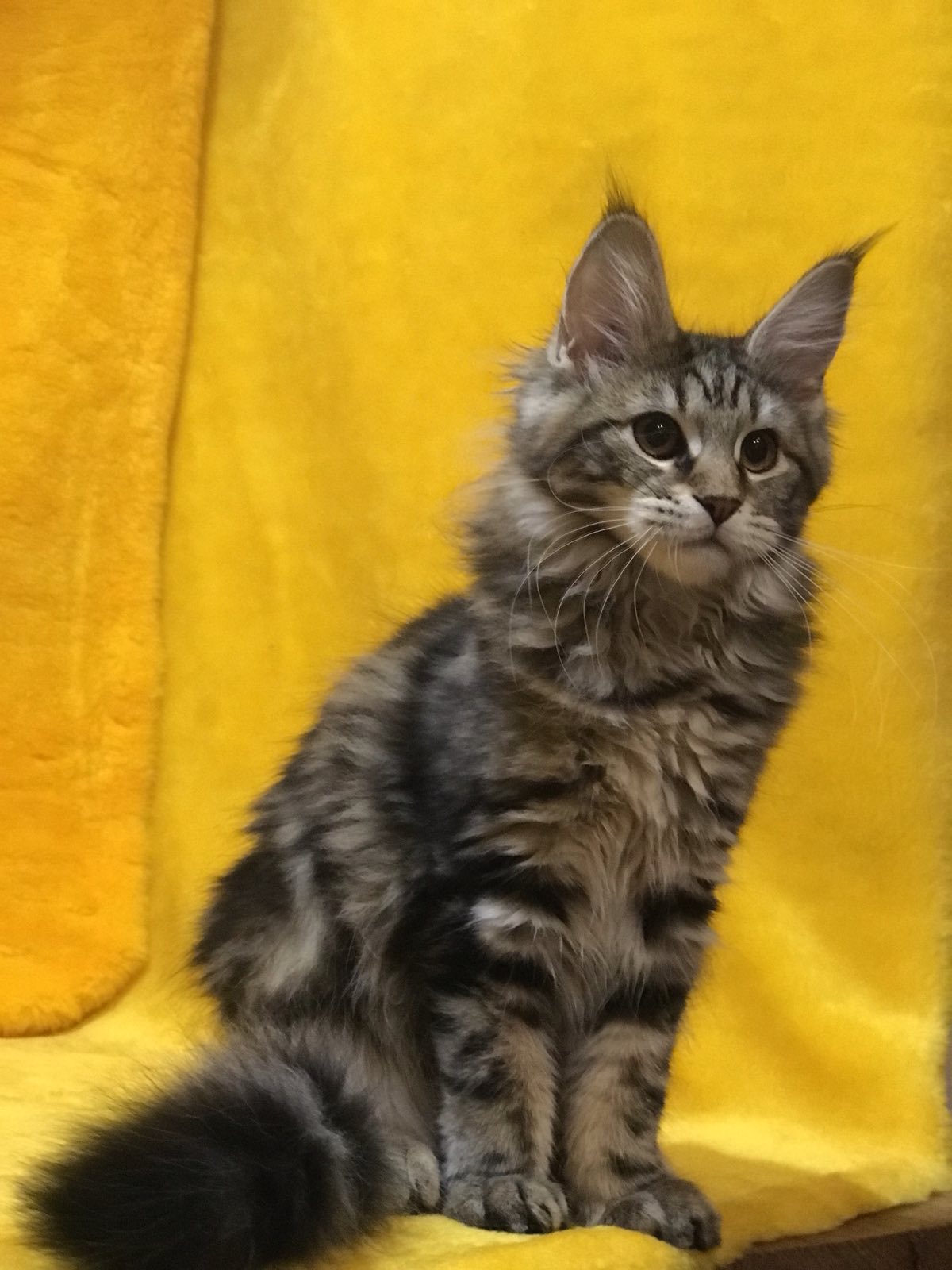 Baltimor U thumbnail