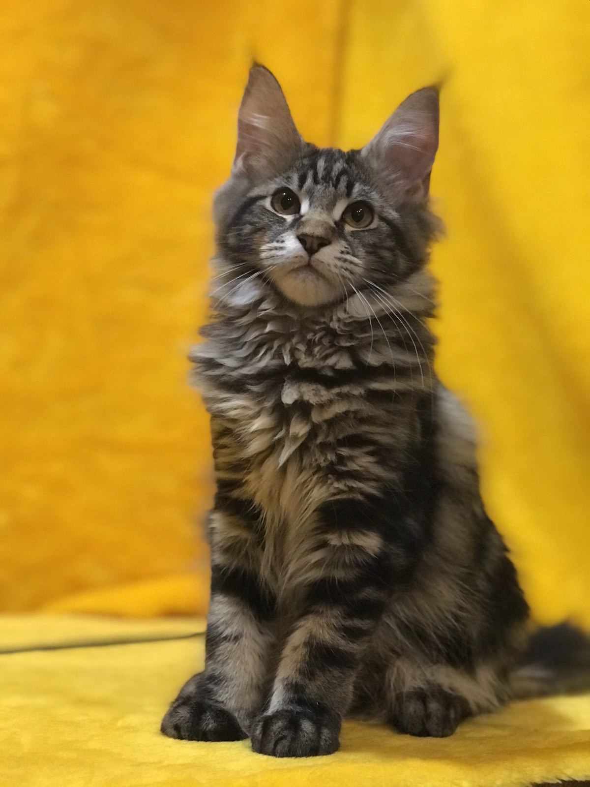 Barselona U thumbnail