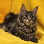 Barselona U thumbnail