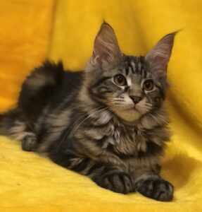 Barselona U Maine Coon kitten - Available for adoption at FavCats
