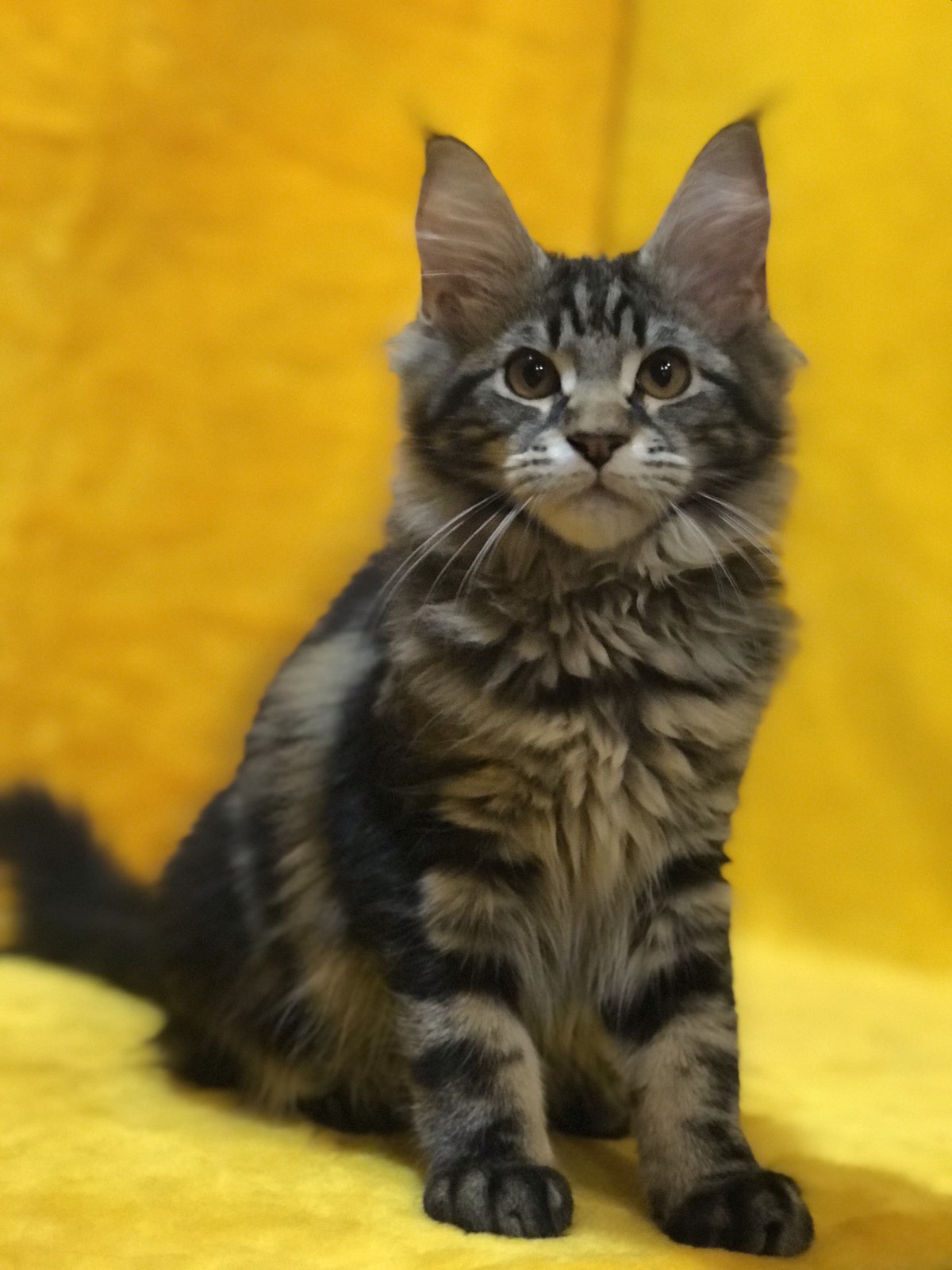 Barselona U thumbnail