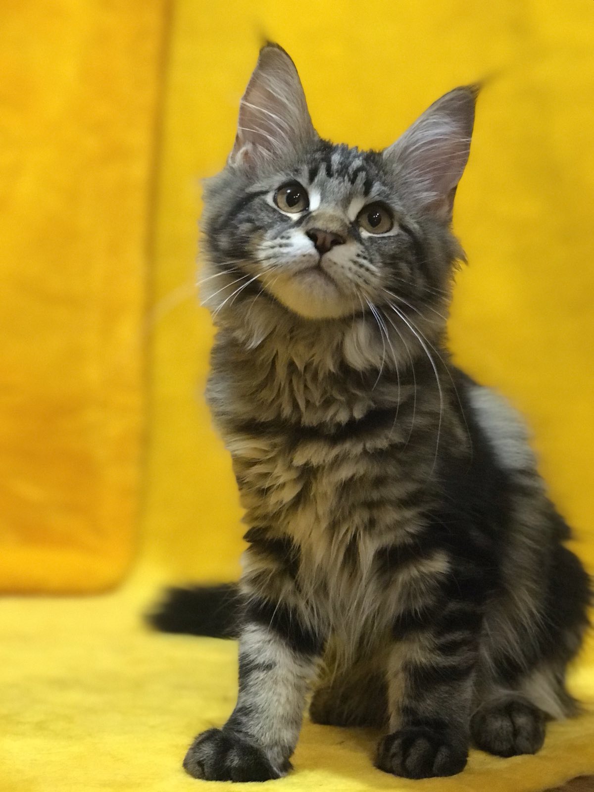 Barselona U thumbnail