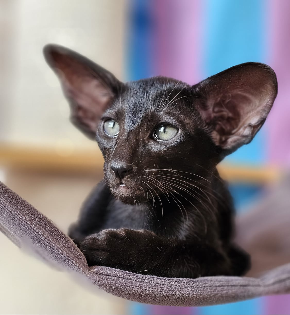 Bernardo R Oriental Cat kitten - Available for adoption at FavCats