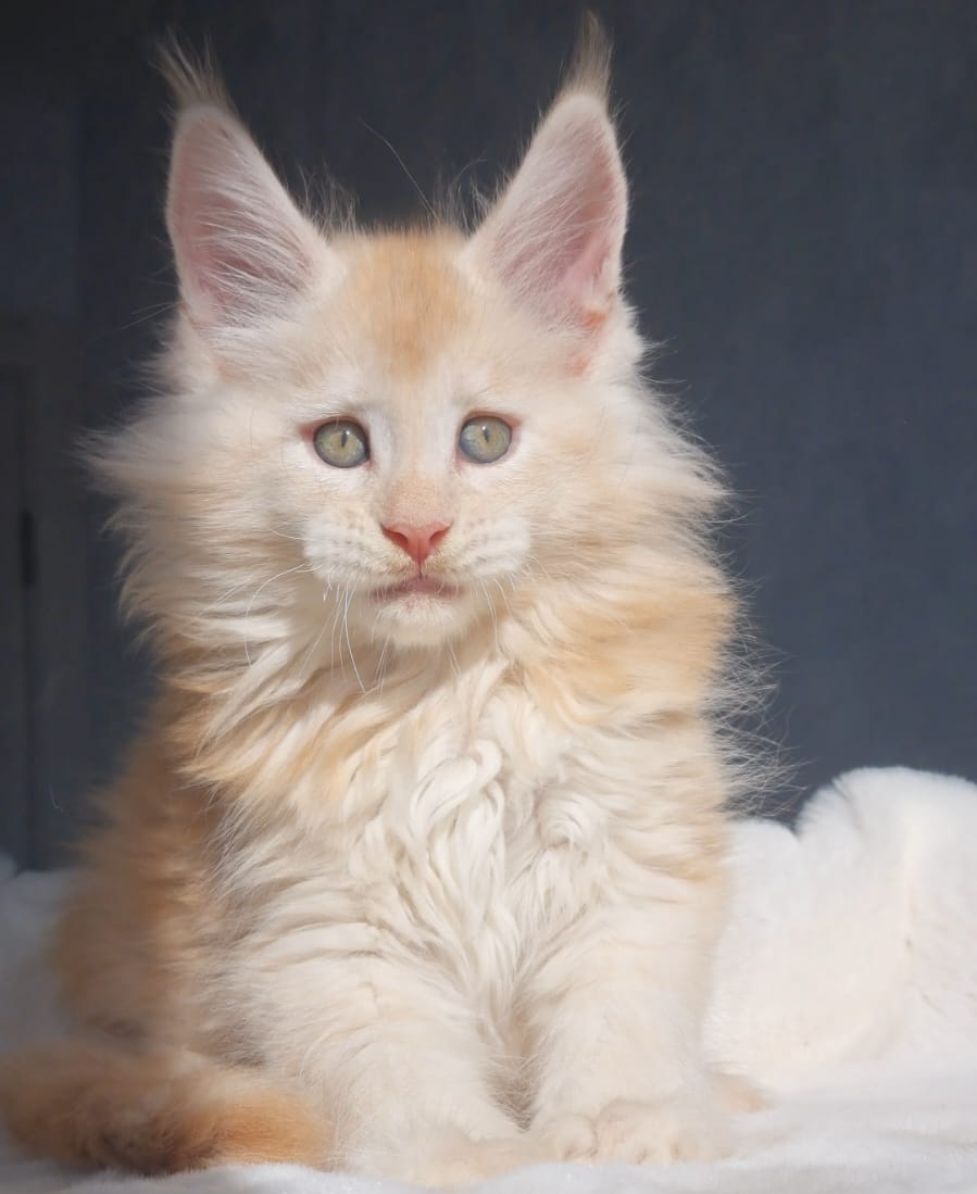 Korolevich R thumbnail