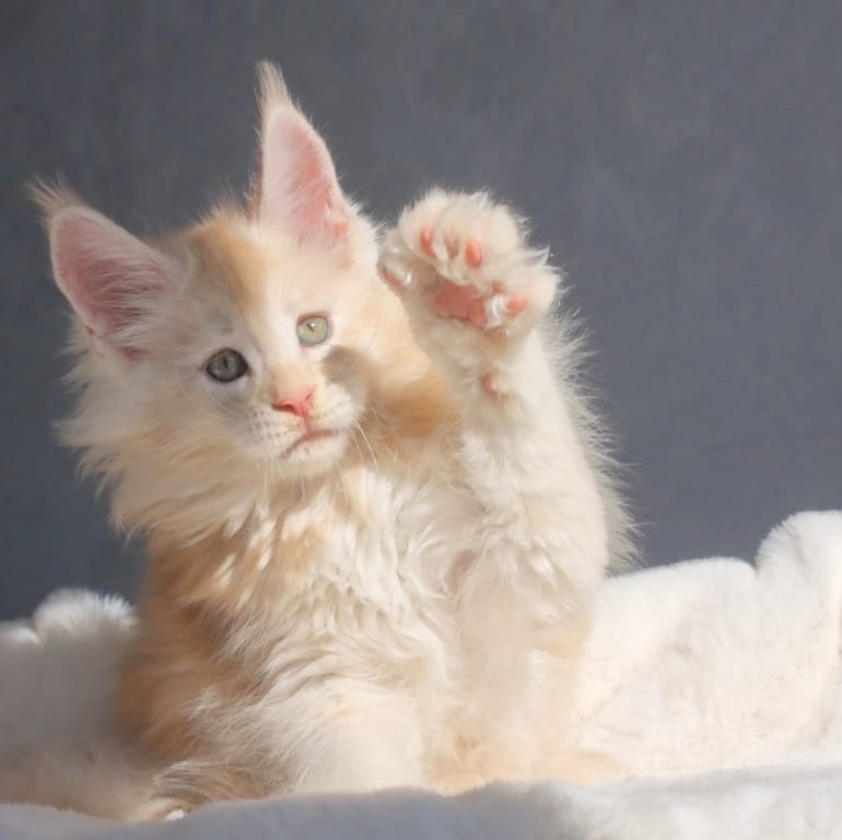 Korolevich R thumbnail