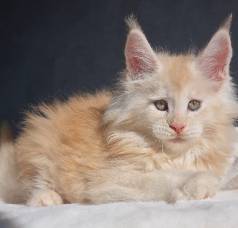 Korolevich R Maine Coon kitten - Available for adoption at FavCats