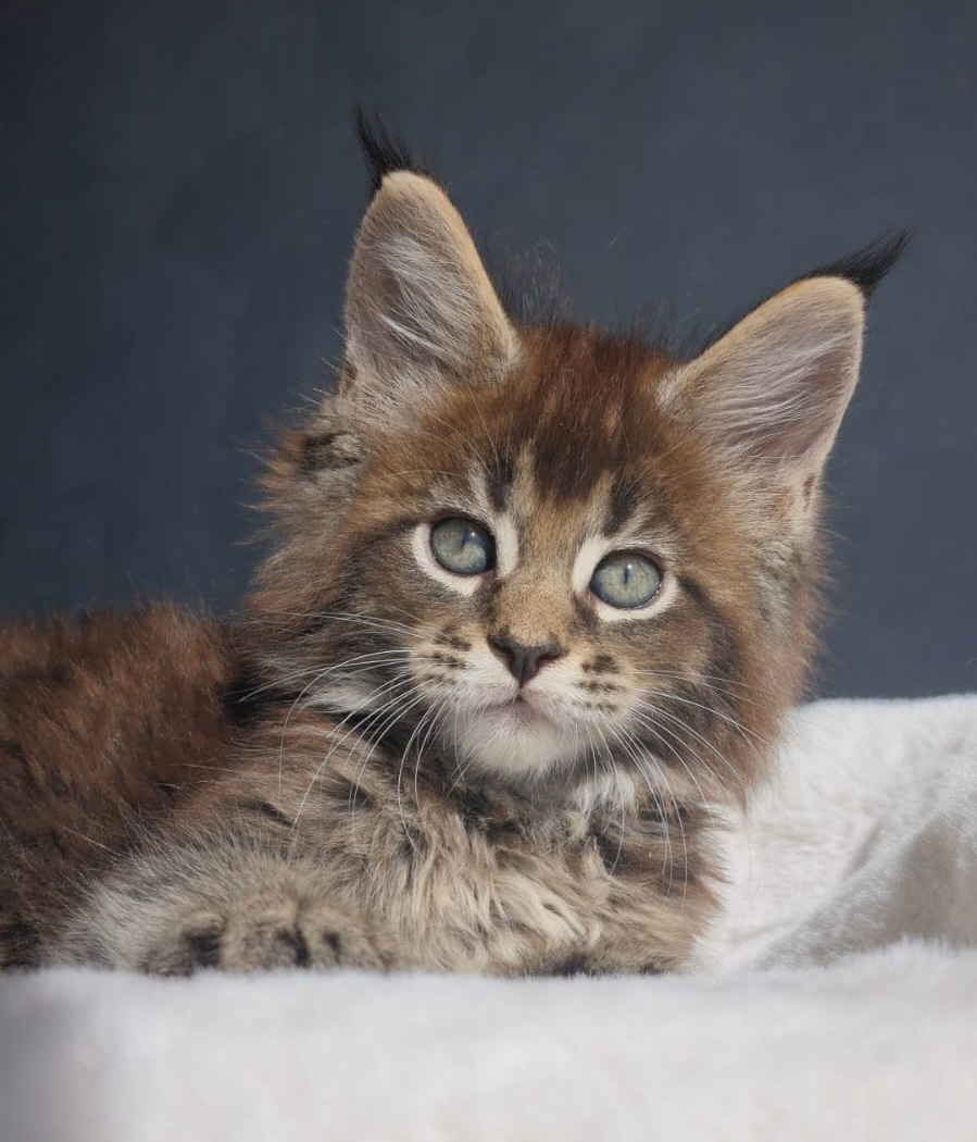 Leopold R Maine Coon kitten - Available for adoption at FavCats