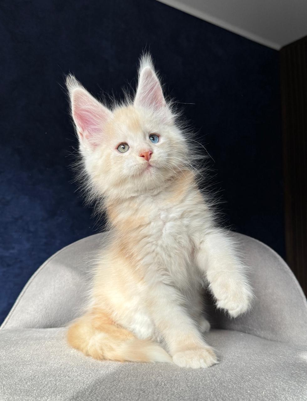 Saltan R Maine Coon kitten - Available for adoption at FavCats