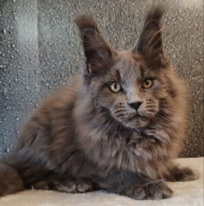 Tabasko R Maine Coon kitten - Available for adoption at FavCats