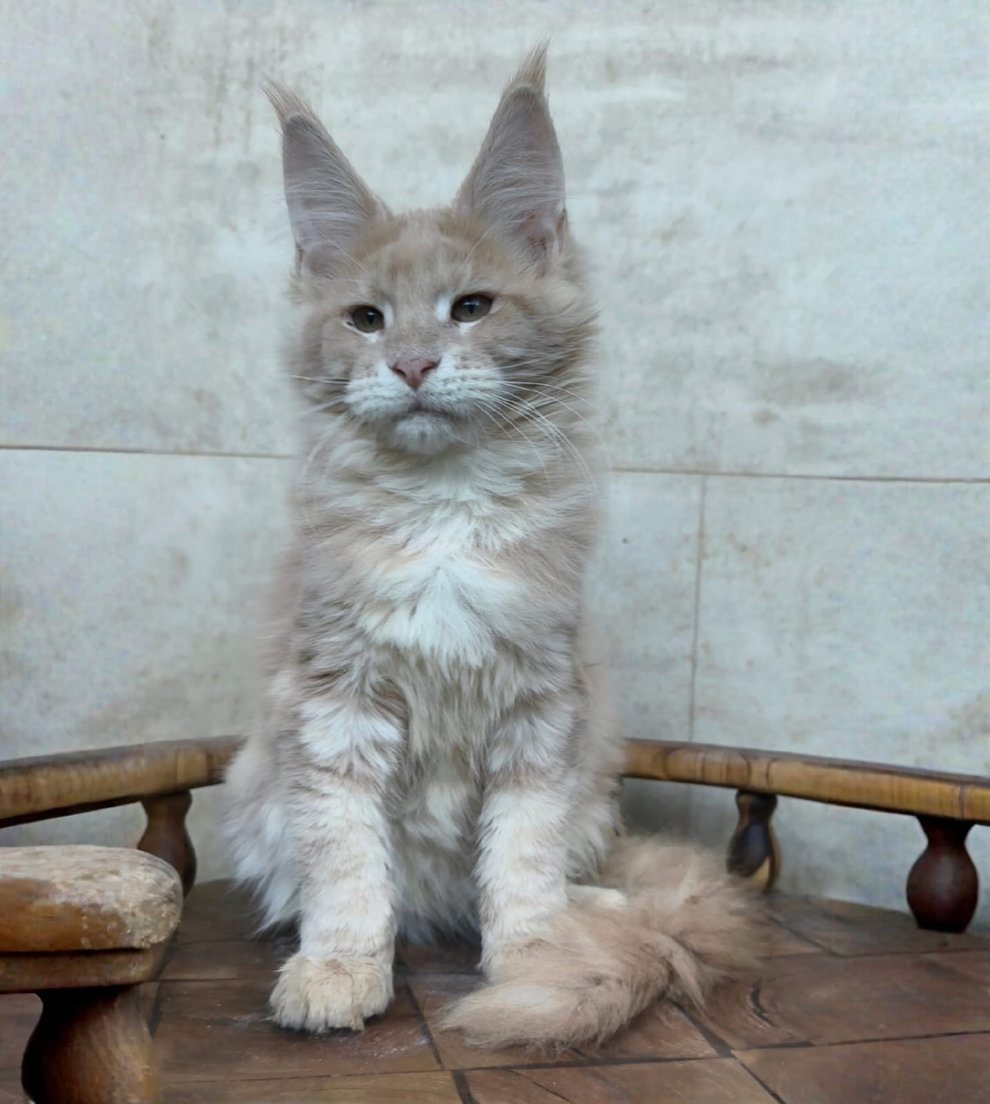 Kamila after 04/07 Maine Coon kitten - Available for adoption at FavCats