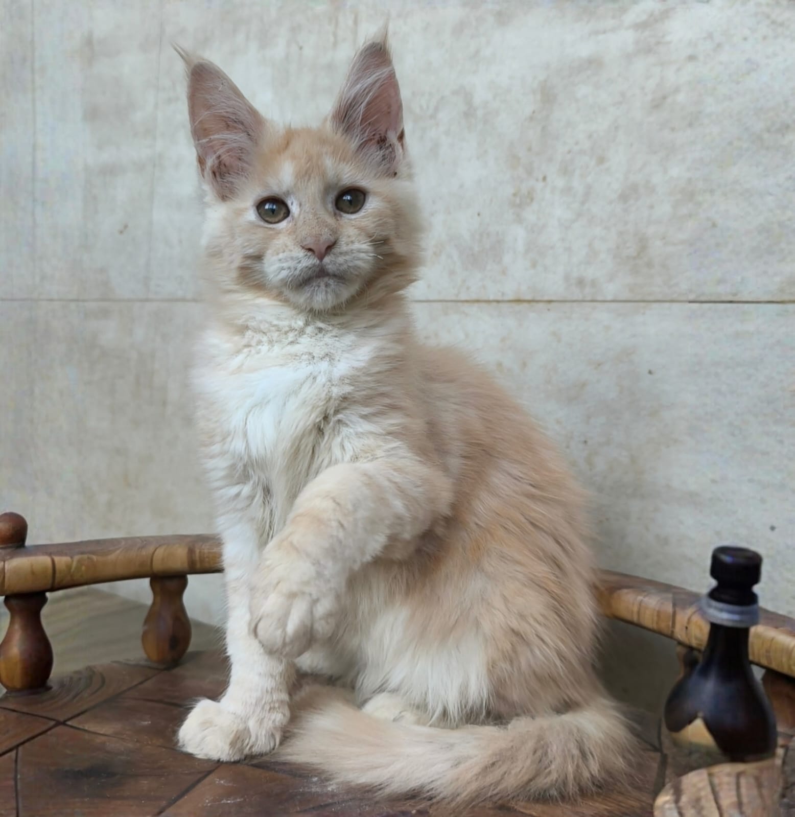 Kiki after 04/07 Maine Coon kitten - Available for adoption at FavCats