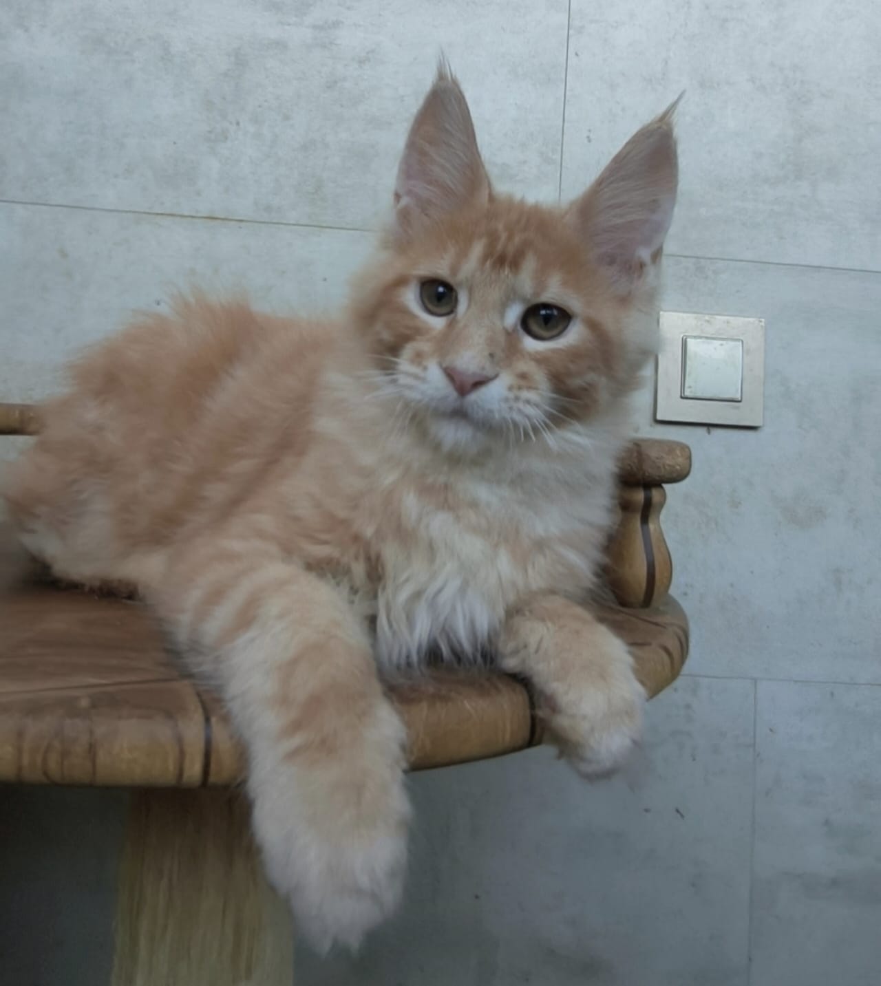 Kira after 04/07 Maine Coon kitten - Available for adoption at FavCats