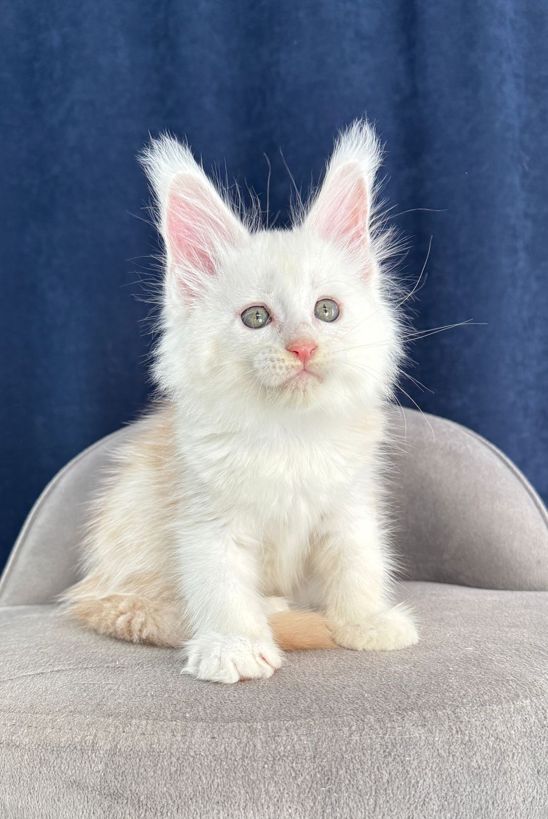 Harik R Maine Coon kitten - Available for adoption at FavCats