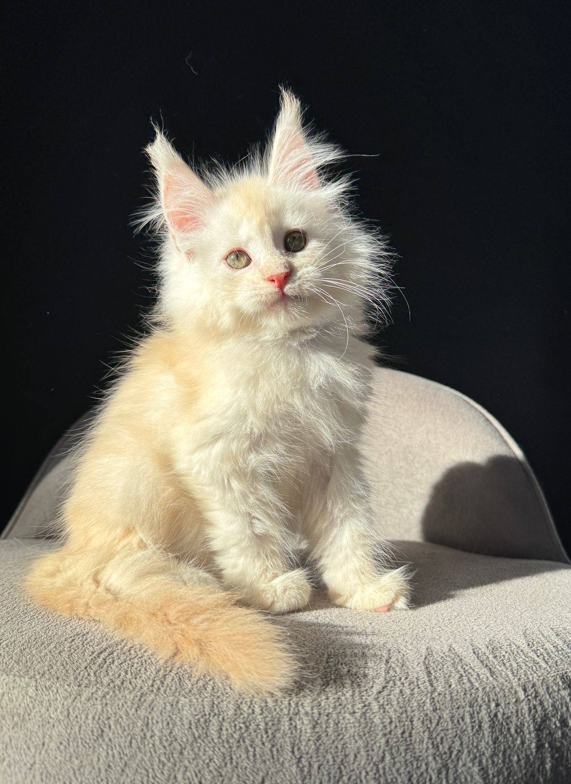 Hobbi R Maine Coon kitten - Available for adoption at FavCats