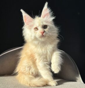 Hurma R Maine Coon kitten - Available for adoption at FavCats