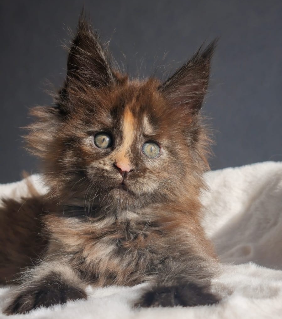 Koketka R Maine Coon kitten - Available for adoption at FavCats