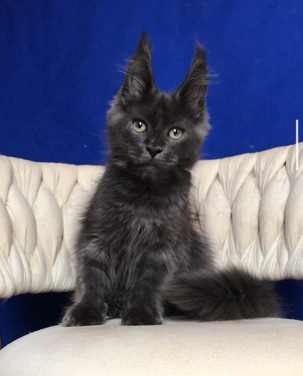Umka R Maine Coon kitten - Available for adoption at FavCats