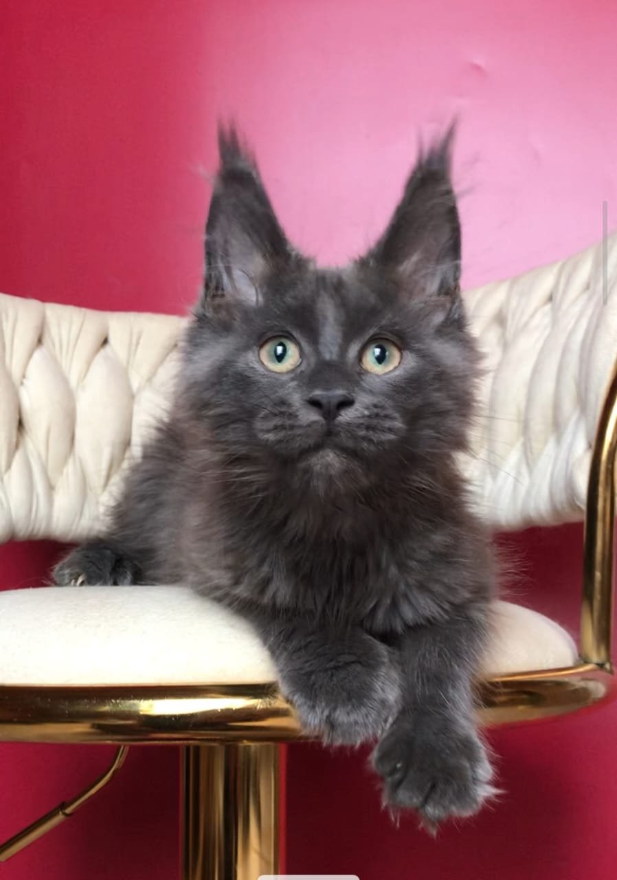 Ulf R Maine Coon kitten - Available for adoption at FavCats