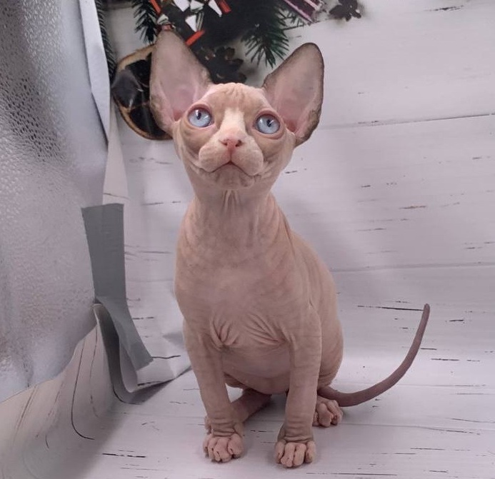 Suzanna R Sphynx Cat kitten - Available for adoption at FavCats