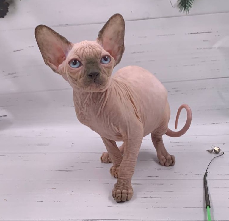 Santana R Sphynx Cat kitten - Available for adoption at FavCats