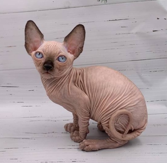 Sirius R Sphynx Cat kitten - Available for adoption at FavCats