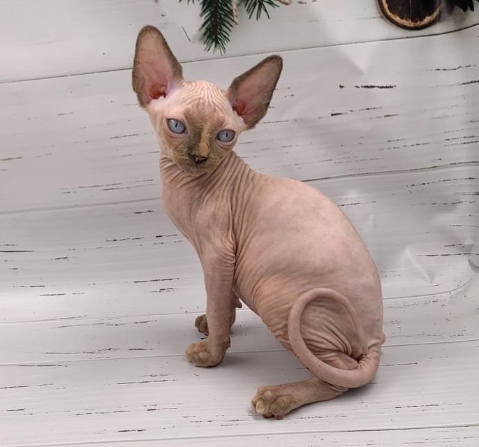Stella R Sphynx Cat kitten - Available for adoption at FavCats