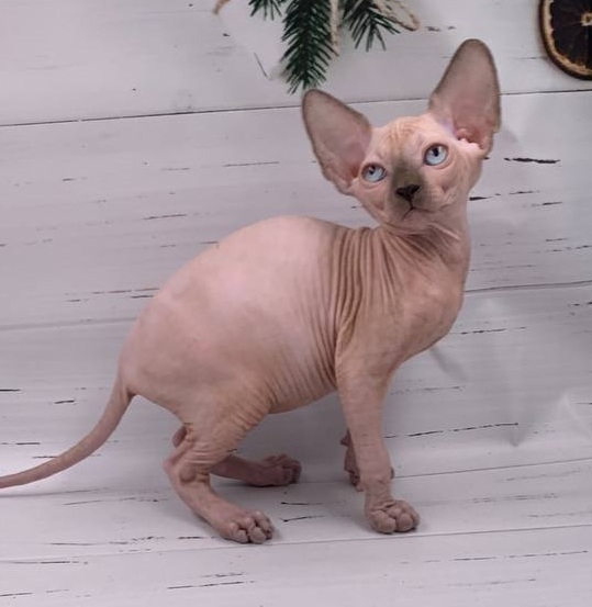 Samanta R Sphynx Cat kitten - Available for adoption at FavCats