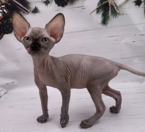 Slavia R Sphynx Cat kitten - Available for adoption at FavCats