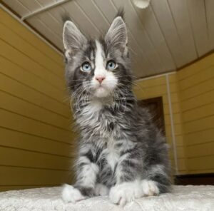 Lyutik R Maine Coon kitten - Available for adoption at FavCats