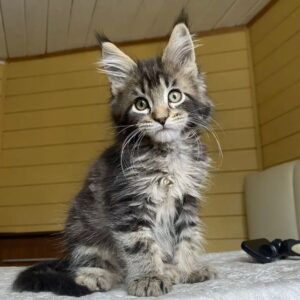 Iron R Maine Coon kitten - Available for adoption at FavCats