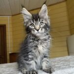 Infinity R thumbnail