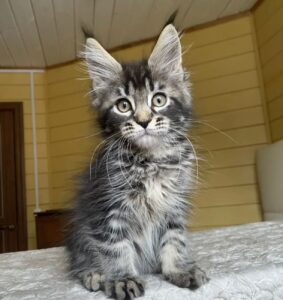 Infinity R Maine Coon kitten - Available for adoption at FavCats