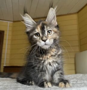 Gloria R Maine Coon kitten - Available for adoption at FavCats