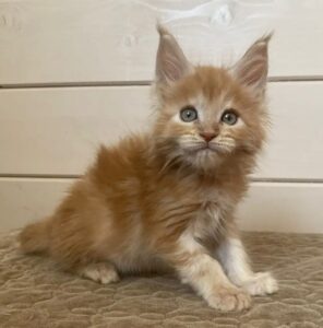 Jerri R Maine Coon kitten - Available for adoption at FavCats