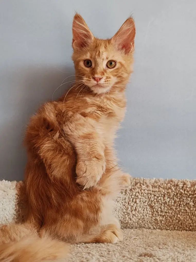 Kot Begimot Polydactyl 6/6/6/6 R thumbnail