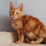 Kot Begimot Polydactyl 6/6/6/6 R thumbnail