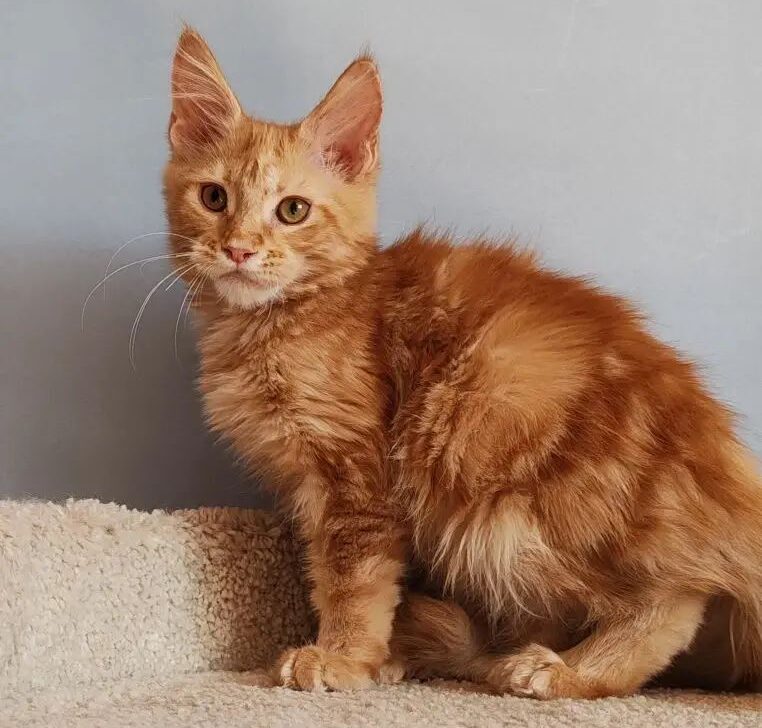 Kot Begimot Polydactyl 6/6/6/6 R