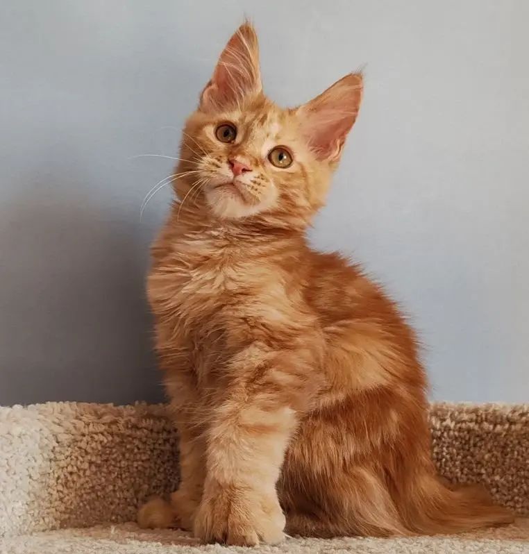 Kot Begimot Polydactyl 6/6/6/6 R thumbnail