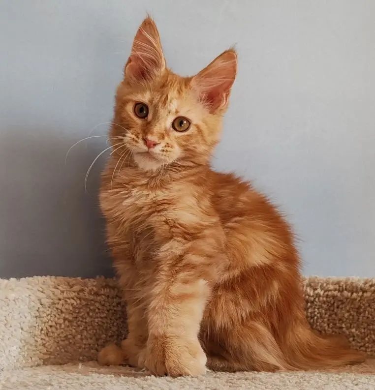 Kot Begimot Polydactyl 6/6/6/6 R thumbnail