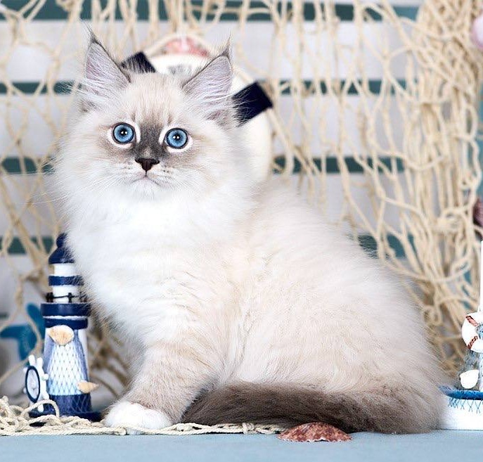 Elbrus R Siberian Cat kitten - Available for adoption at FavCats