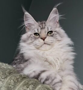 Honda R Maine Coon kitten - Available for adoption at FavCats