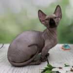 Polina R thumbnail