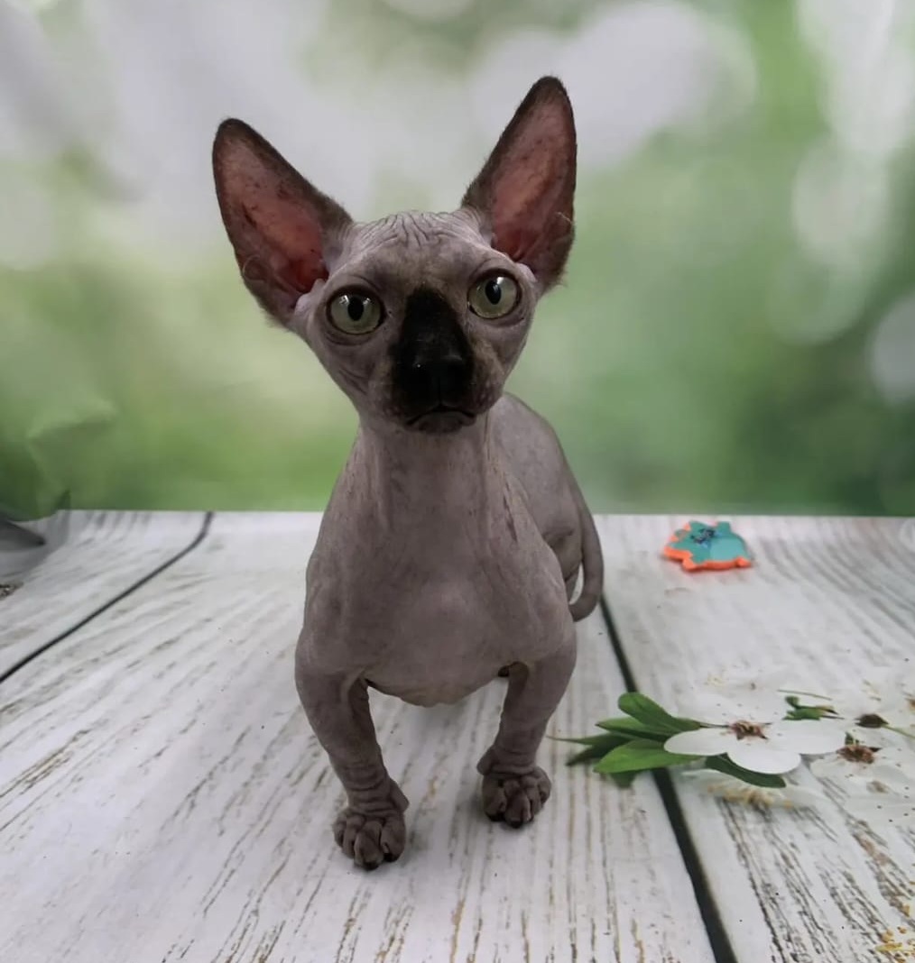 Polina R thumbnail