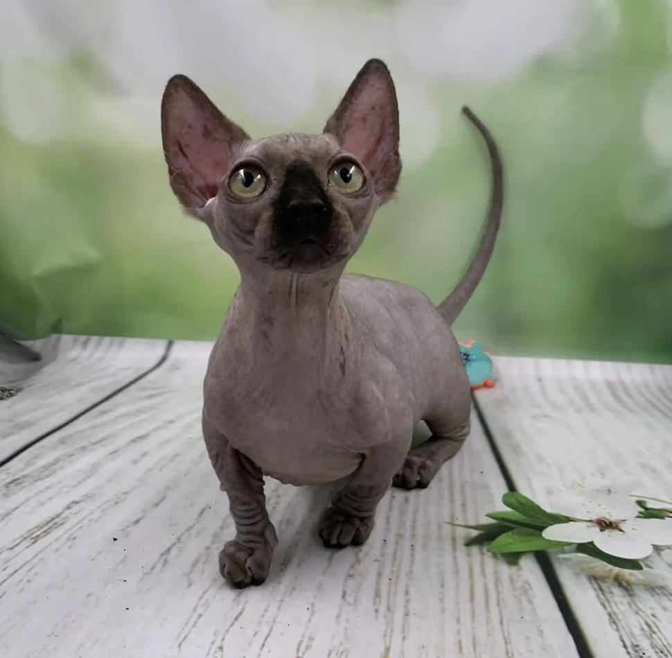Polina R thumbnail