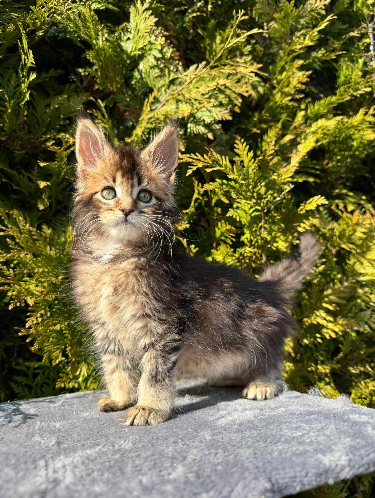 Elizabeth R thumbnail