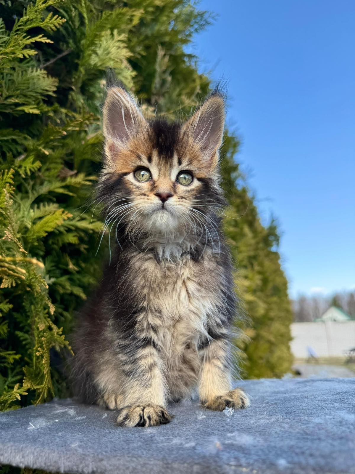Elizabeth R Maine Coon kitten - Available for adoption at FavCats