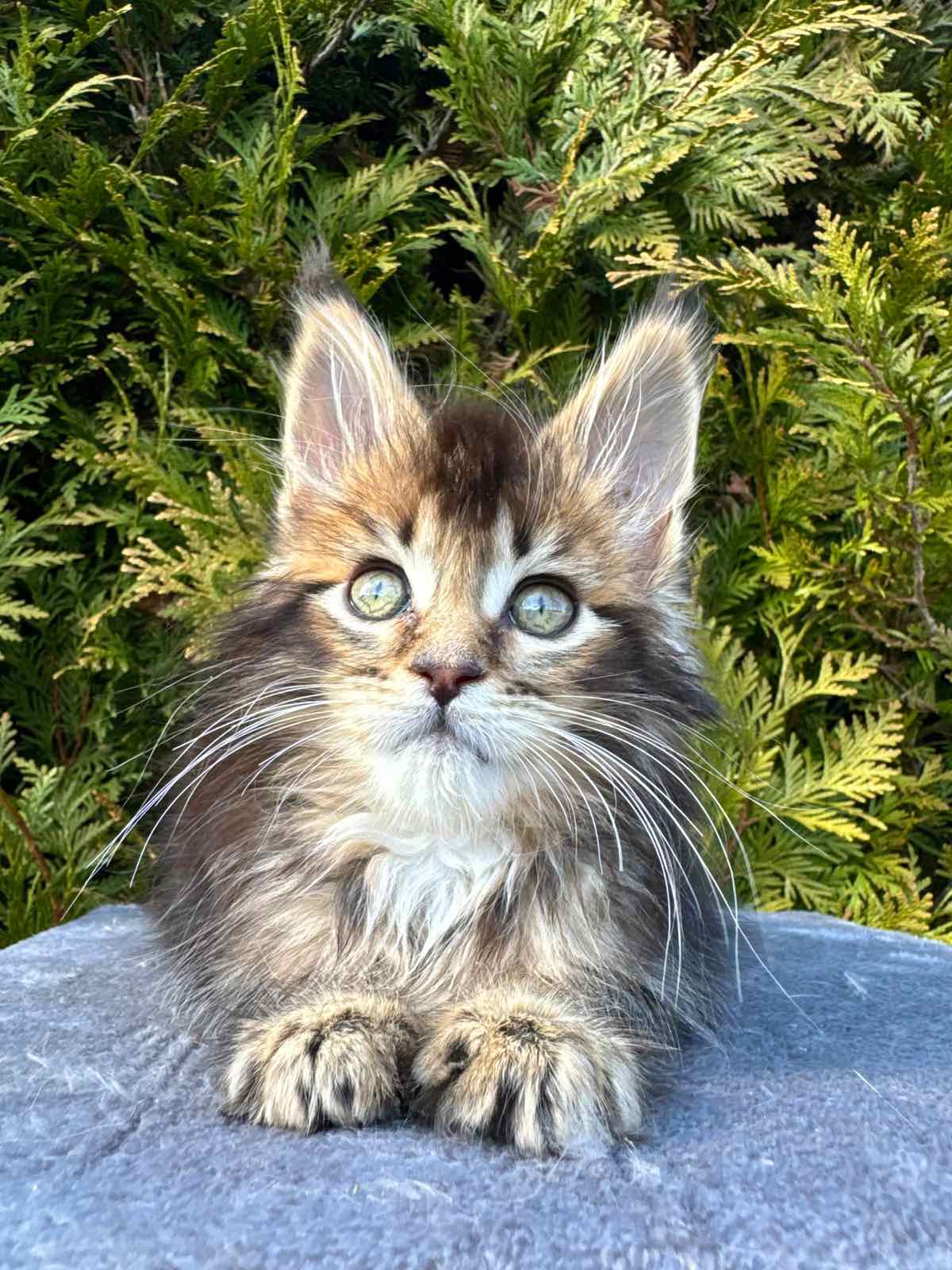 Elizabeth R thumbnail